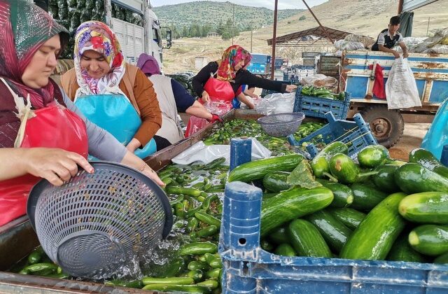 KAHRAMANMARAŞ’TA SALATALIK HASADI BAŞLADI: 35 BİN TON REKOLTE BEKLENİYOR