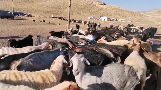 KAHRAMANMARAŞ’TA GÖÇERLERİN YAYLADA ÜRETİMİ SÜRÜYOR