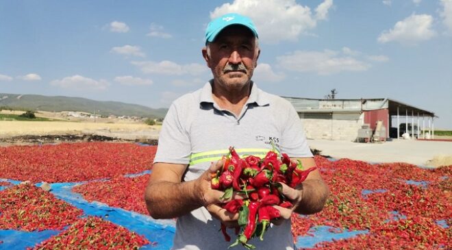 Kahramanmaraş’ta 50 Bin Ton Maraş Biberi Üretildi