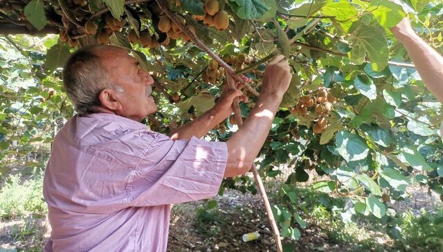 Kahramanmaraş’ta fındık köylülerin gelir kapısı oldu