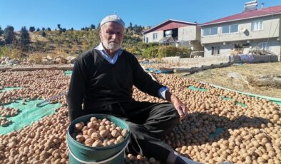 Kahramanmaraş’ta coğrafi tescilli ceviz ihracatı başladı