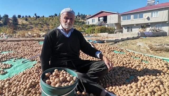 Kahramanmaraş’ta coğrafi tescilli ceviz ihracatı başladı