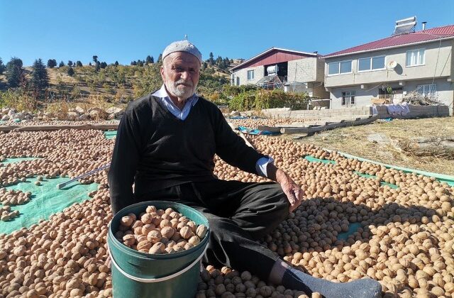 Kahramanmaraş’ta coğrafi tescilli ceviz ihracatı başladı